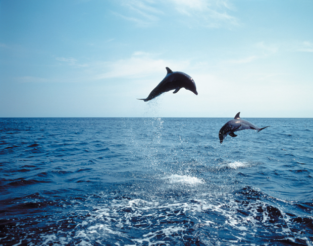 Delfine auf die Reise von Alexandroupolis nach Samothraki sind keine Seltenheit